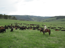 Photo: Matt Barnes riding herd.